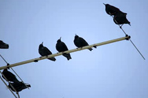 birds antenna